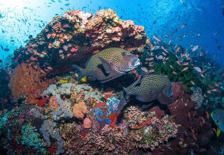 Snorkeling in Amed and Tulamben