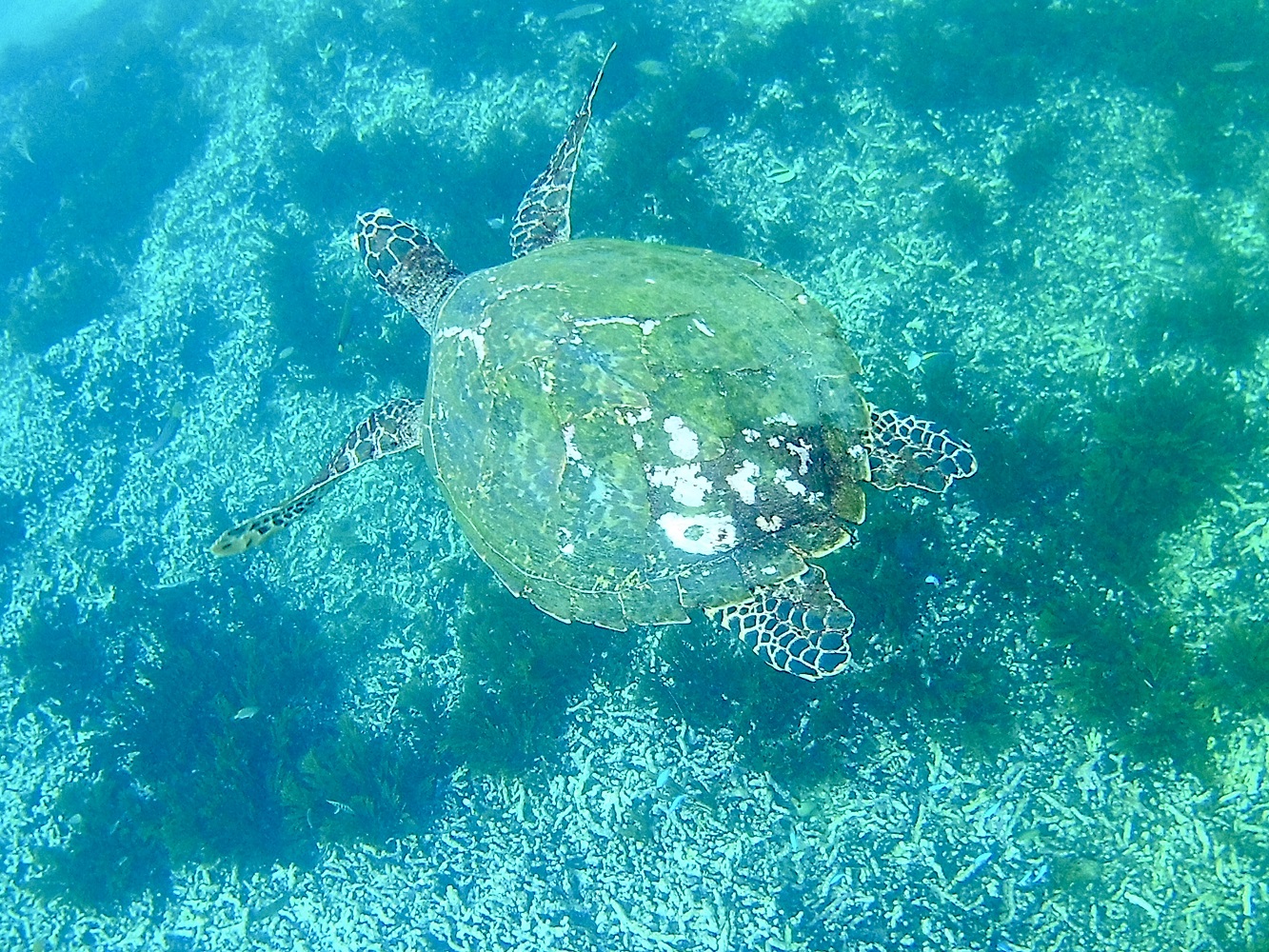Снорклинг в Голубой лагуне