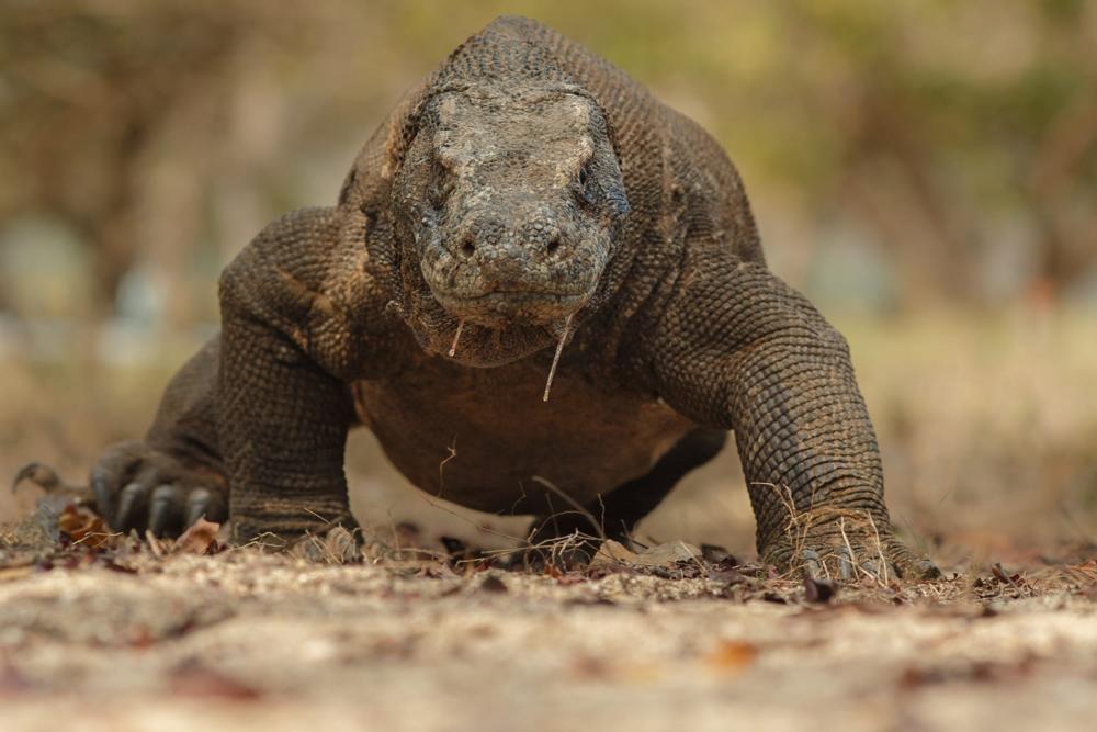 Flores Island (Komodo Airport)