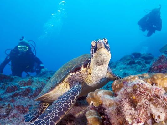 Diving in Bali and Nusa Penida