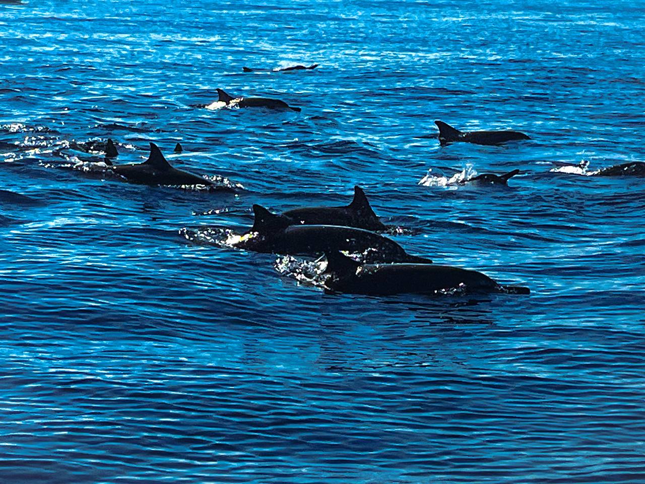 По северу Бали: плавание с дельфинами, храм Улун Дану на озере Бератан или водопад По северу Бали: плавание с дельфинами, храм Улун Дану на озере Бератан или водопад