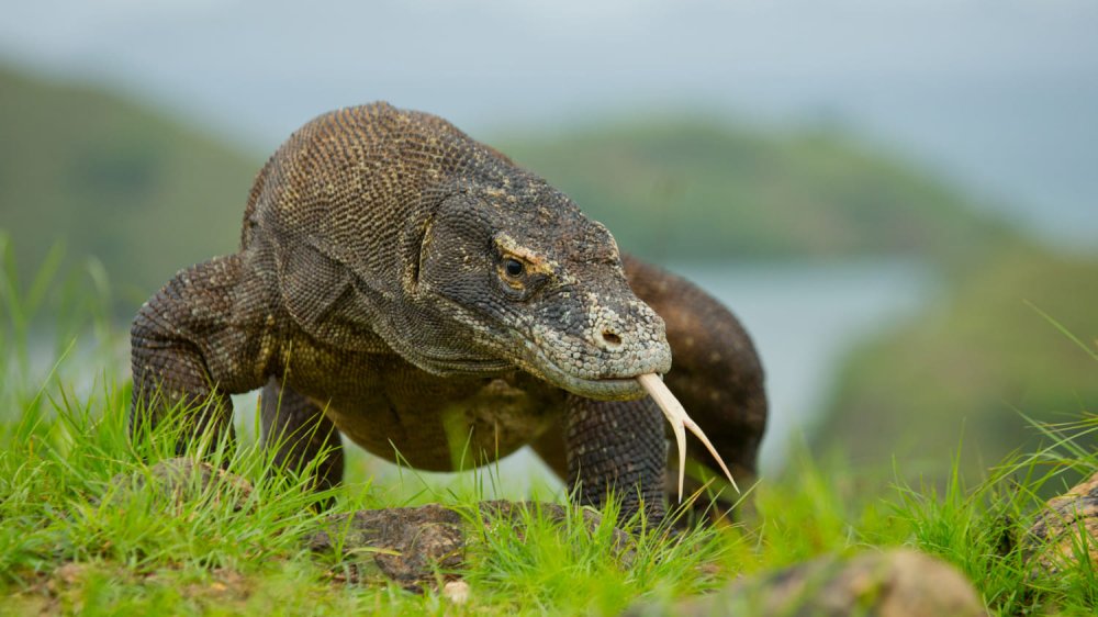 Flores Island (Komodo Airport)
