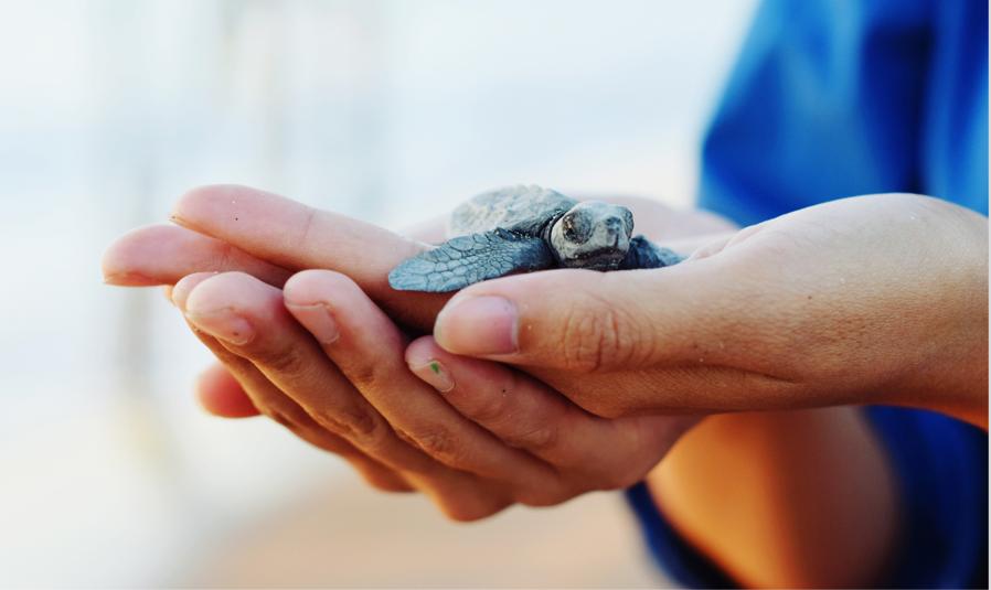 South Bali Highlights: Turtle Sanctuary, Uluwatu Temple, Melasti Beach, Kecak Dance
