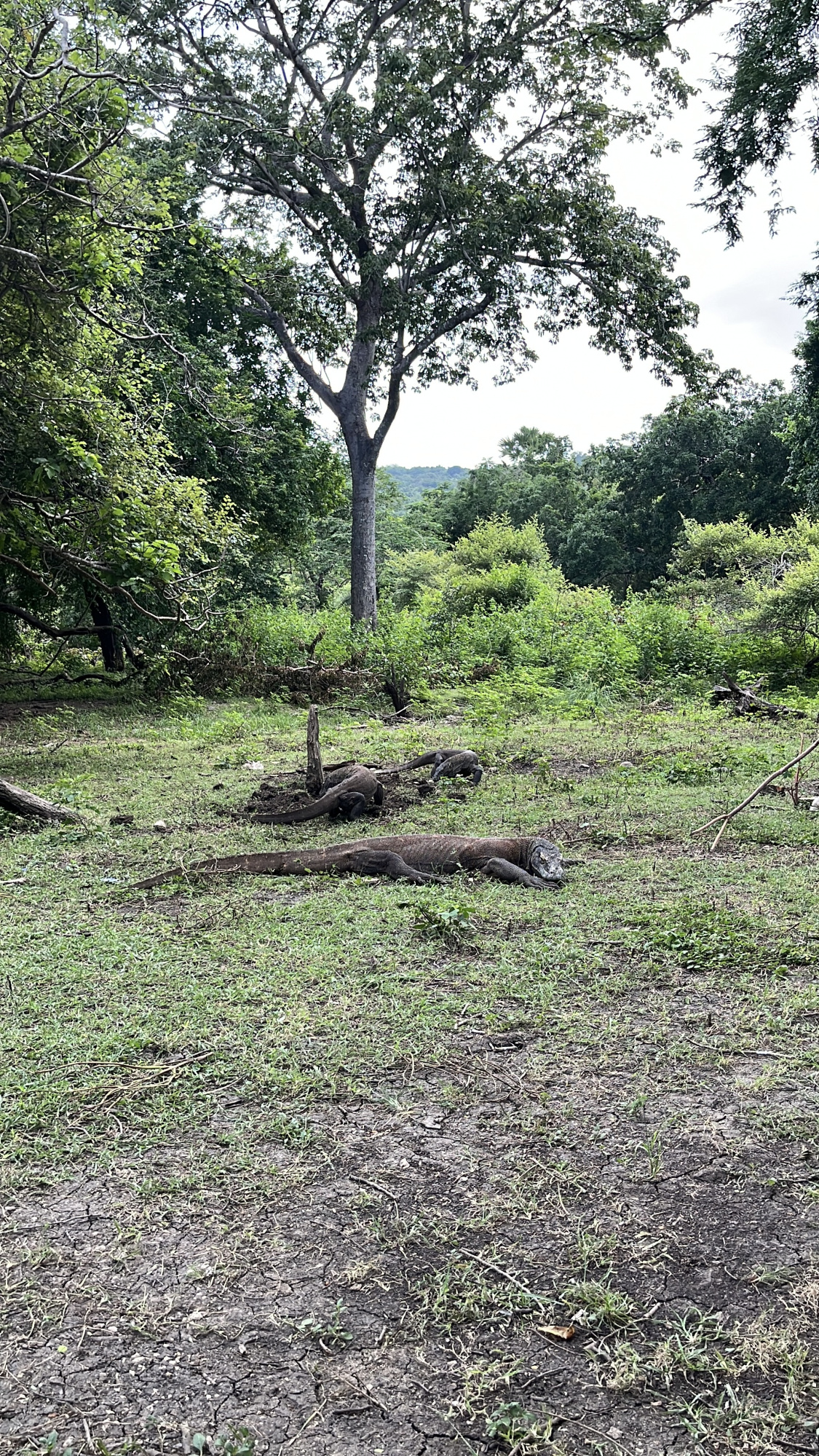Остров Флорес (Аэропорт Комодо)