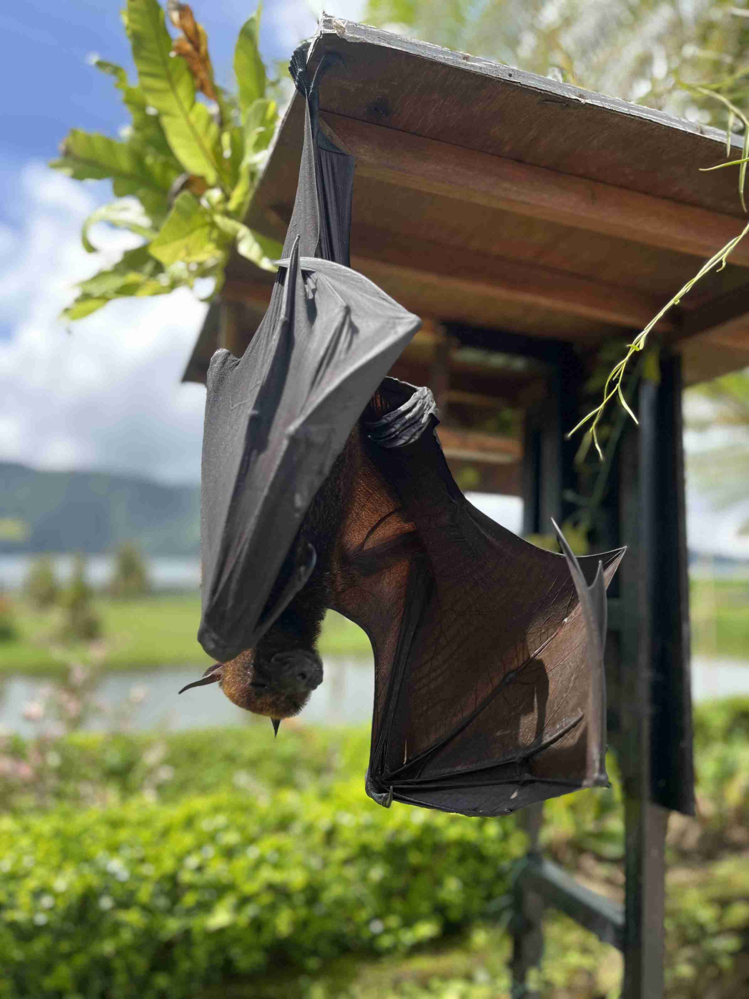 По северу Бали: плавание с дельфинами, храм Улун Дану на озере Бератан или водопад По северу Бали: плавание с дельфинами, храм Улун Дану на озере Бератан или водопад