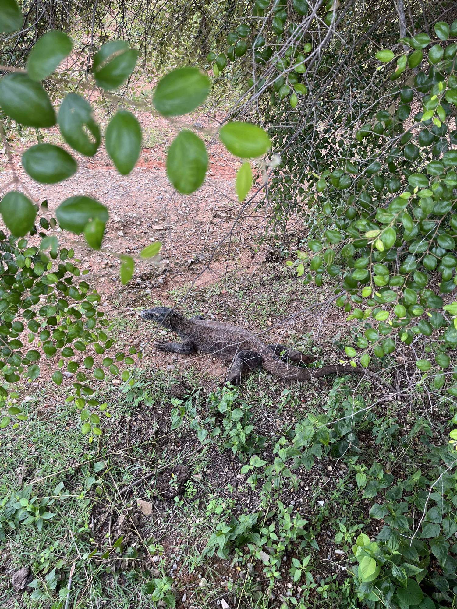 Остров Флорес (Аэропорт Комодо) Остров Флорес (Аэропорт Комодо)