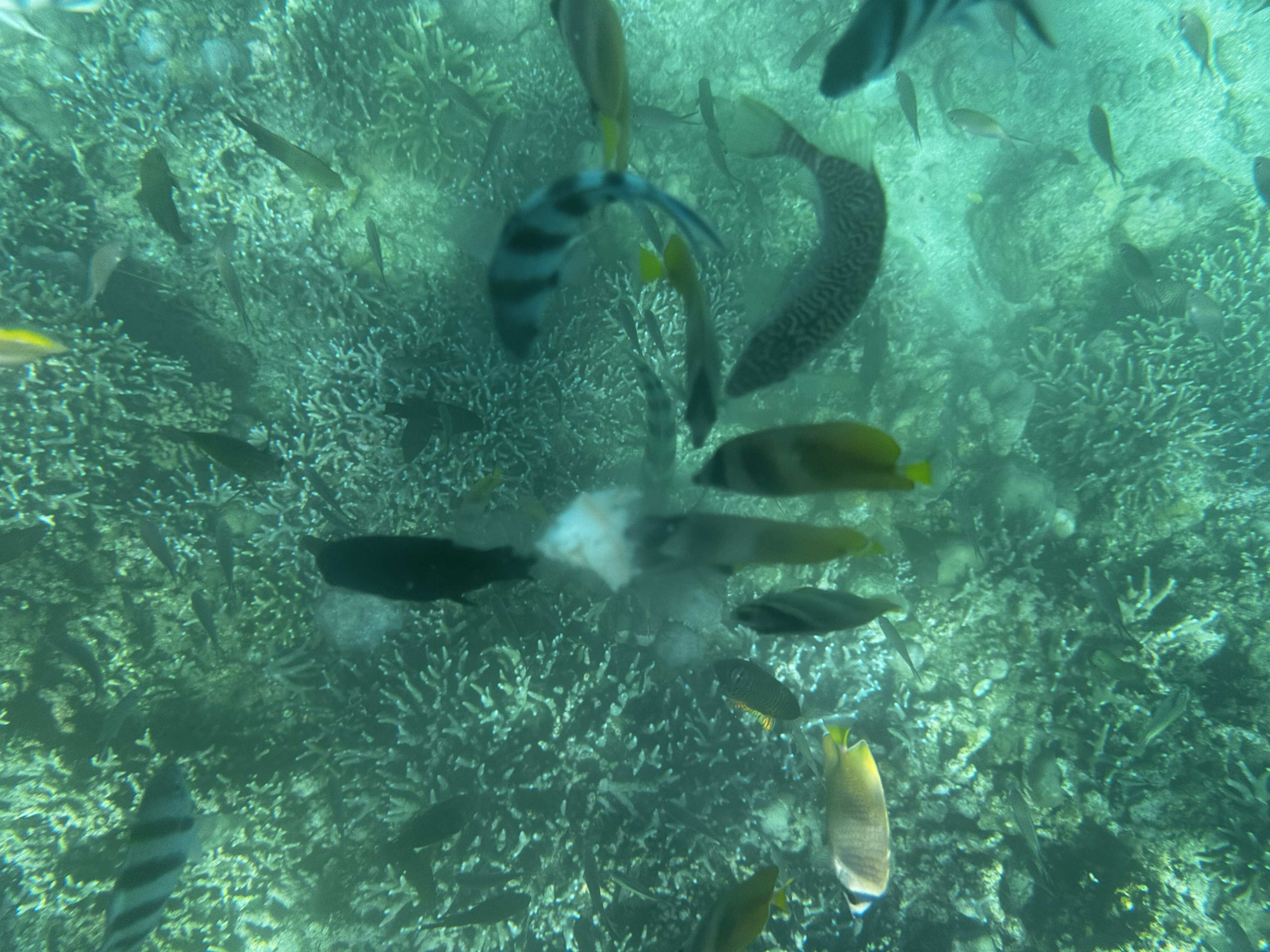 Снорклинг в районах Амед и Туламбен Снорклинг в районах Амед и Туламбен